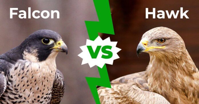 Hawk vs Falcon: Key Differences You Should Know